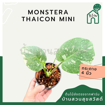 มอนสเตอร่า ไทคอนสเตลเลชั่น (เนื้อเยื่อ) 4 นิ้ว - Monstera Thai Constellation