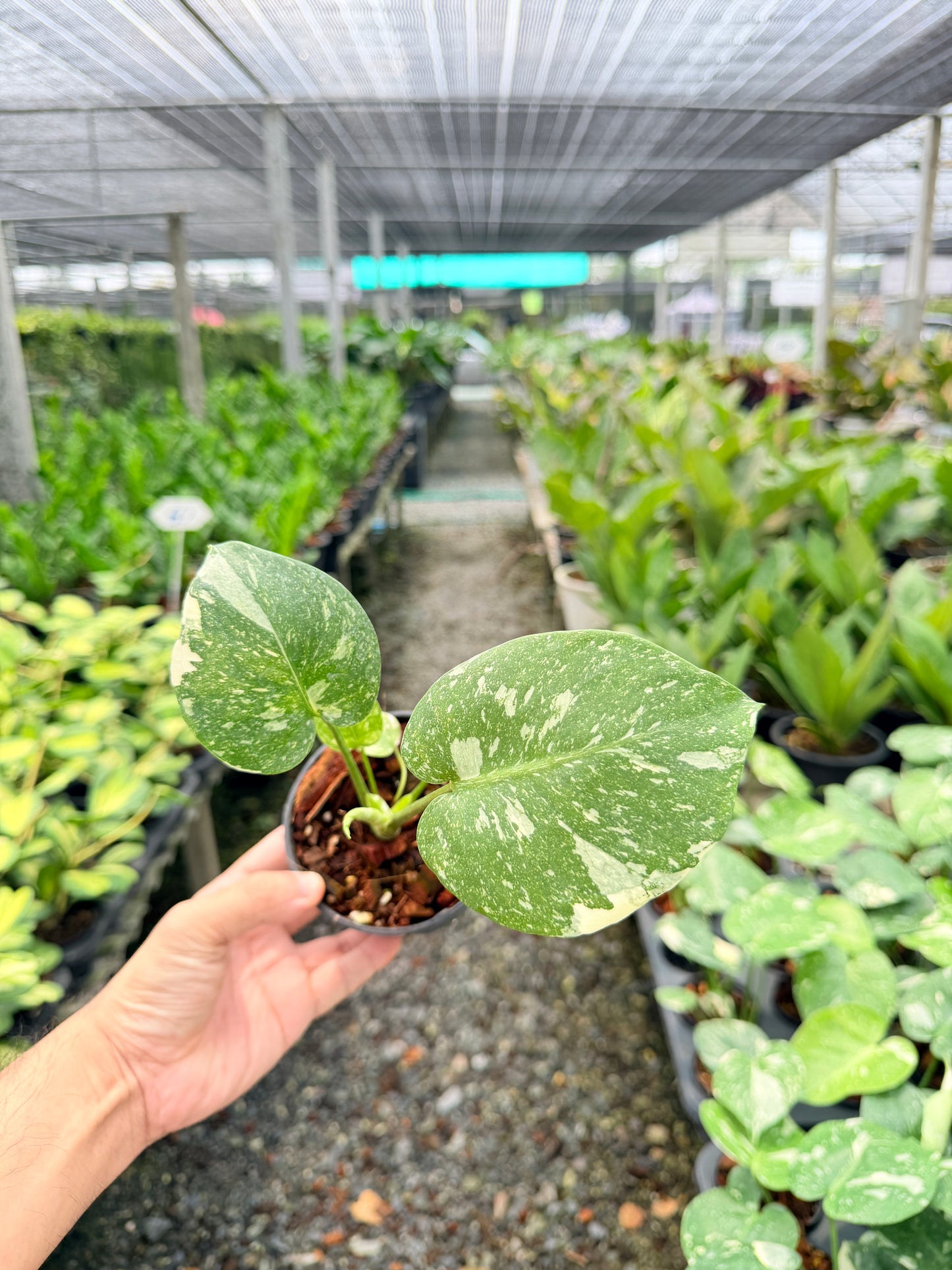 มอนสเตอร่า ไทคอนสเตลเลชั่น (เนื้อเยื่อ) 4 นิ้ว - Monstera Thai Constellation