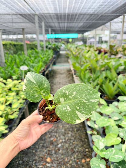 มอนสเตอร่า ไทคอนสเตลเลชั่น (เนื้อเยื่อ) 4 นิ้ว - Monstera Thai Constellation