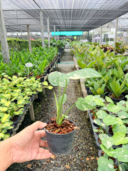 มอนสเตอร่า ไทคอนสเตลเลชั่น (เนื้อเยื่อ) 4 นิ้ว - Monstera Thai Constellation
