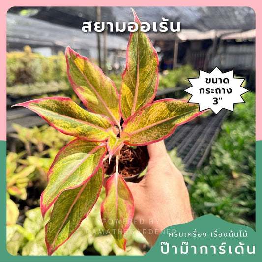 อโกลนีม่า สยามออเร้นจ์ 3-6 นิ้ว - Aglaonema Siam Orange