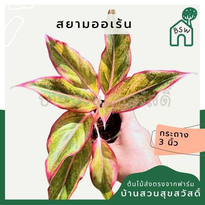 อโกลนีม่า สยามออเร้นจ์ 3-6 นิ้ว - Aglaonema Siam Orange