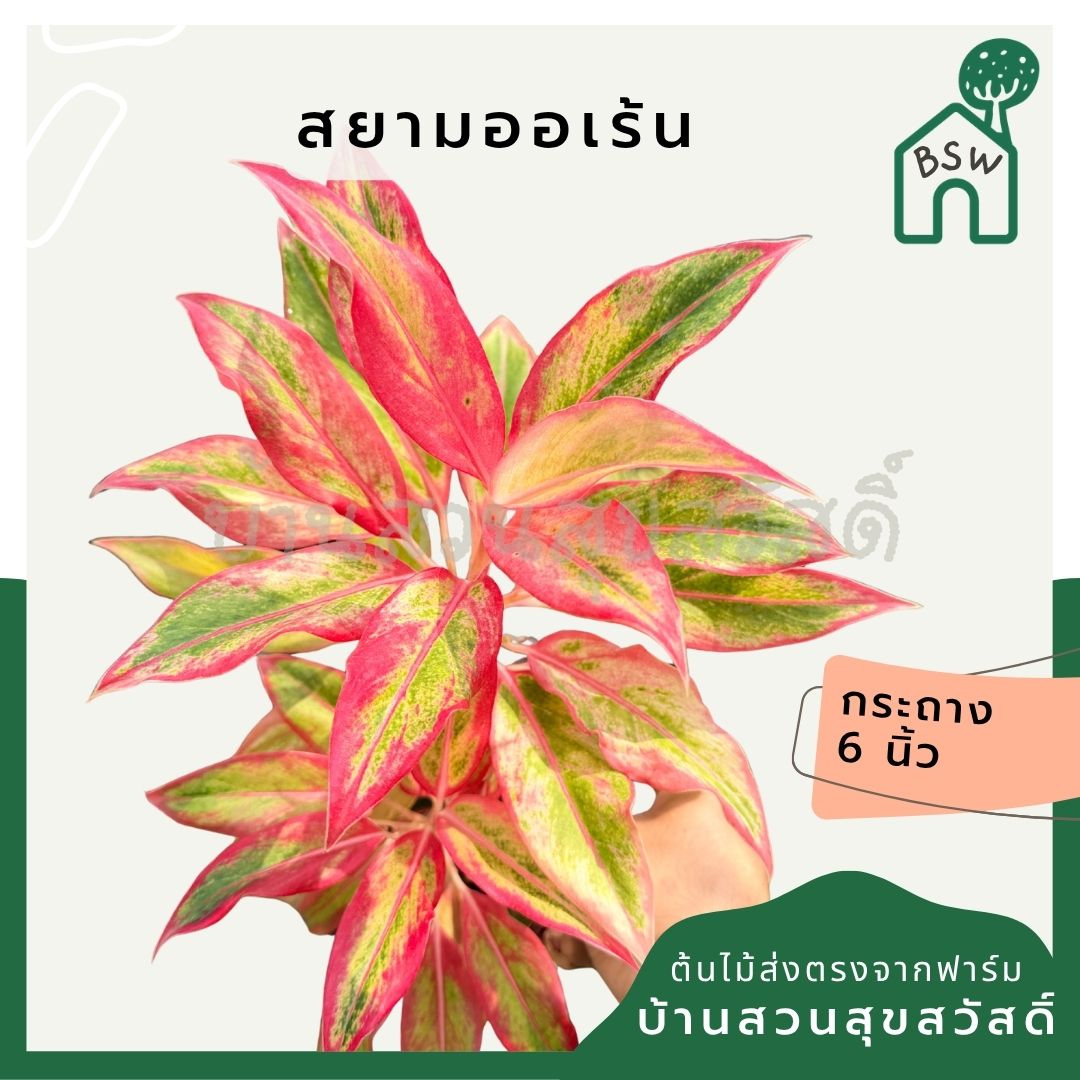 อโกลนีม่า สยามออเร้นจ์ 3-6 นิ้ว - Aglaonema Siam Orange