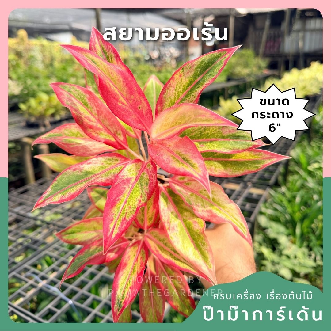 อโกลนีม่า สยามออเร้นจ์ 3-6 นิ้ว - Aglaonema Siam Orange