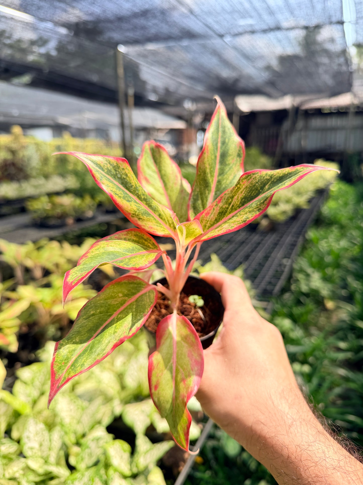 อโกลนีม่า สยามออเร้นจ์ 3-6 นิ้ว - Aglaonema Siam Orange