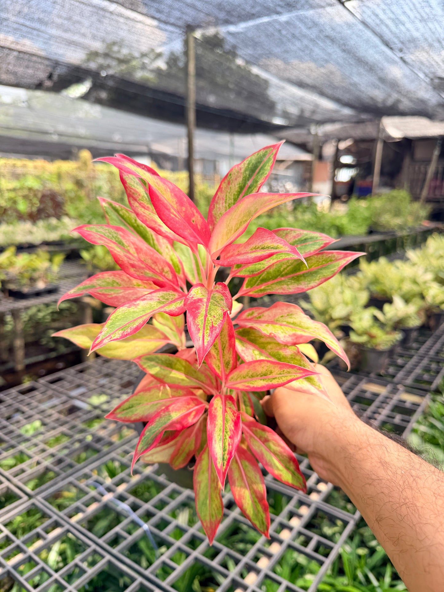 อโกลนีม่า สยามออเร้นจ์ 3-6 นิ้ว - Aglaonema Siam Orange