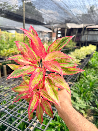 อโกลนีม่า สยามออเร้นจ์ 3-6 นิ้ว - Aglaonema Siam Orange
