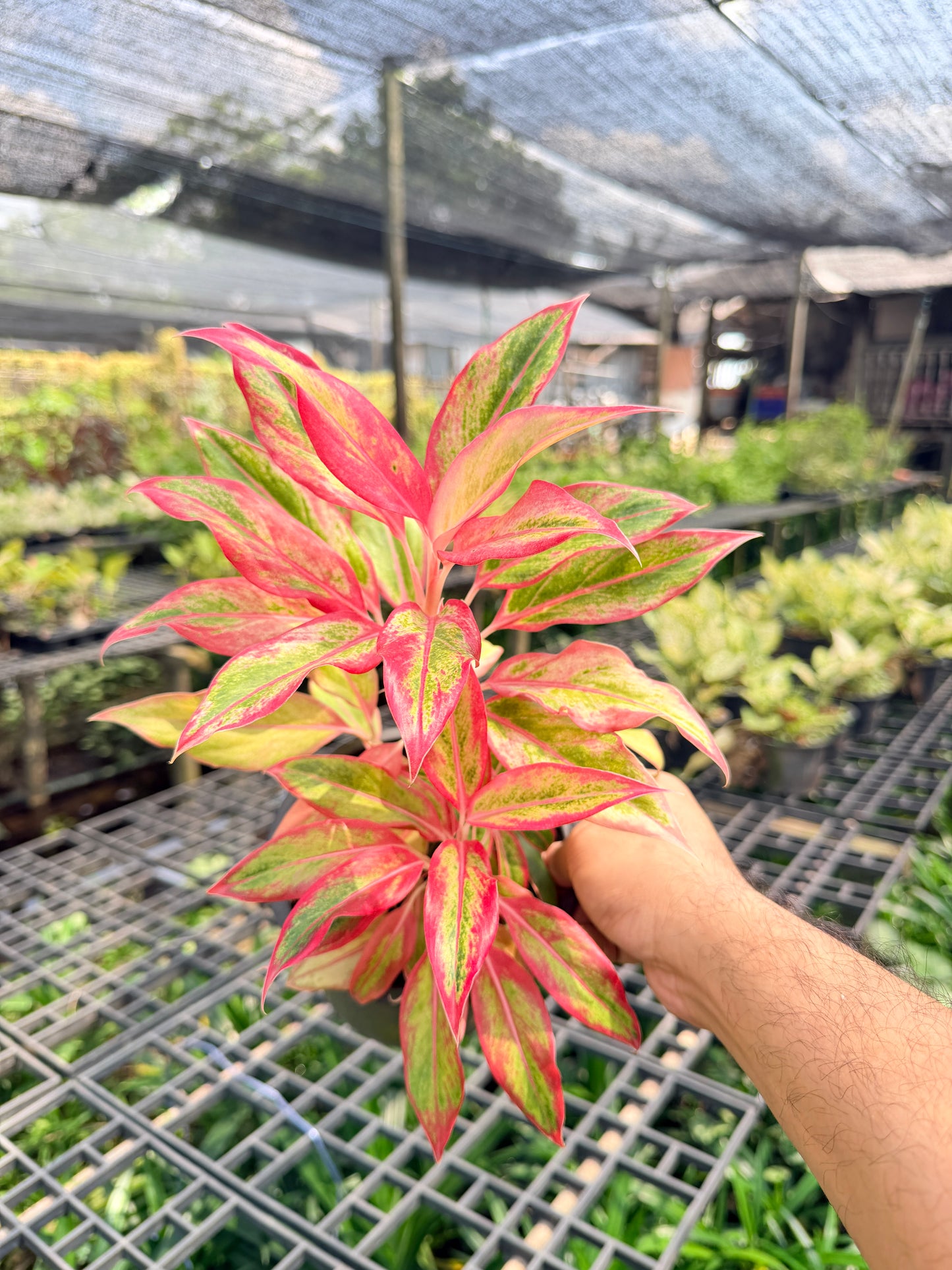 อโกลนีม่า สยามออเร้นจ์ 3-6 นิ้ว - Aglaonema Siam Orange