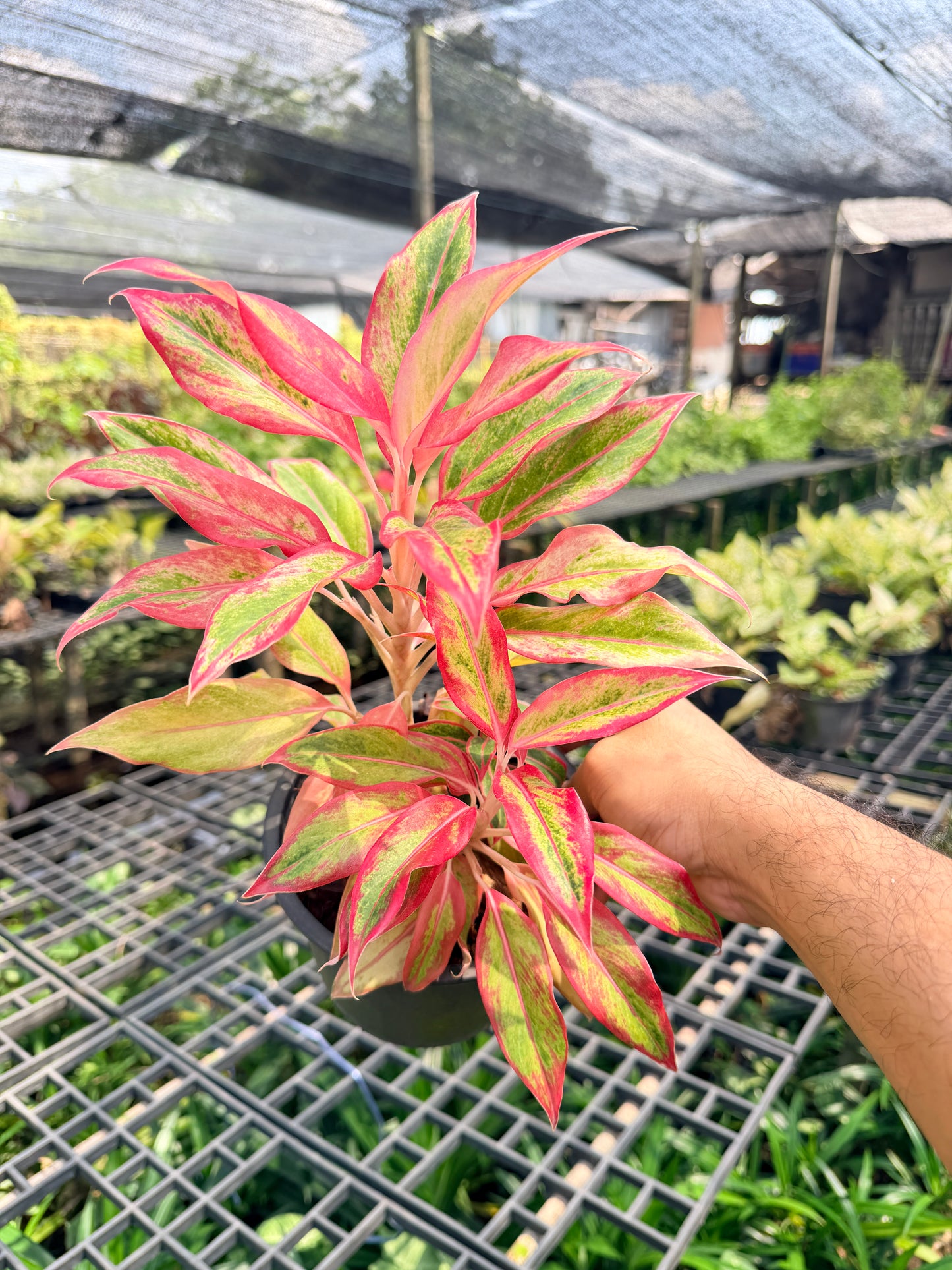 อโกลนีม่า สยามออเร้นจ์ 3-6 นิ้ว - Aglaonema Siam Orange