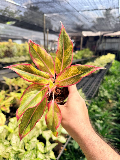 อโกลนีม่า สยามออเร้นจ์ 3-6 นิ้ว - Aglaonema Siam Orange