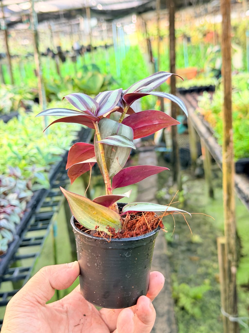 ก้ามปูหลุด 3-6 นิ้ว - Inch Plant / Tradescantia