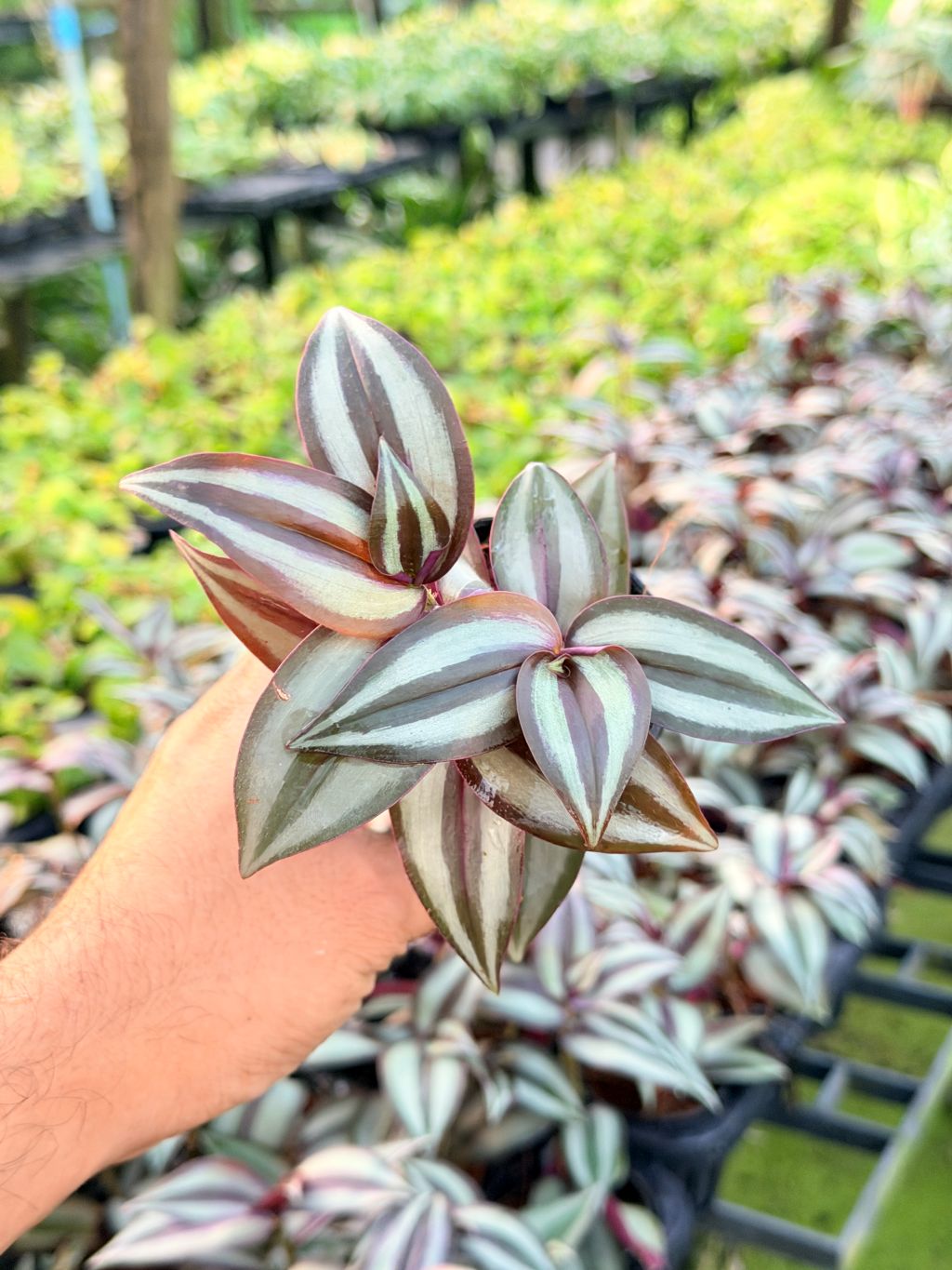 ก้ามปูหลุด 3-6 นิ้ว - Inch Plant / Tradescantia