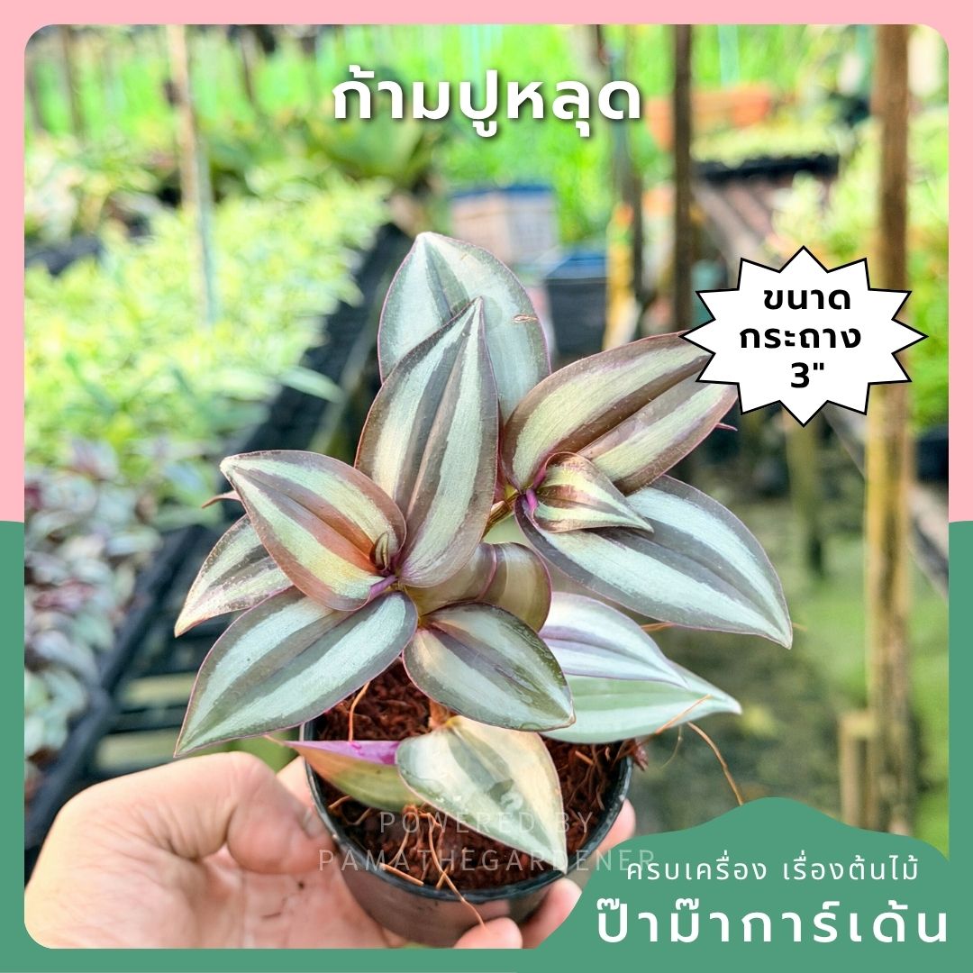 ก้ามปูหลุด 3-6 นิ้ว - Inch Plant / Tradescantia