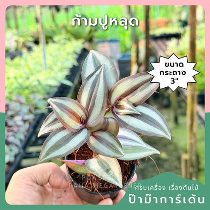 ก้ามปูหลุด 3-6 นิ้ว - Inch Plant / Tradescantia