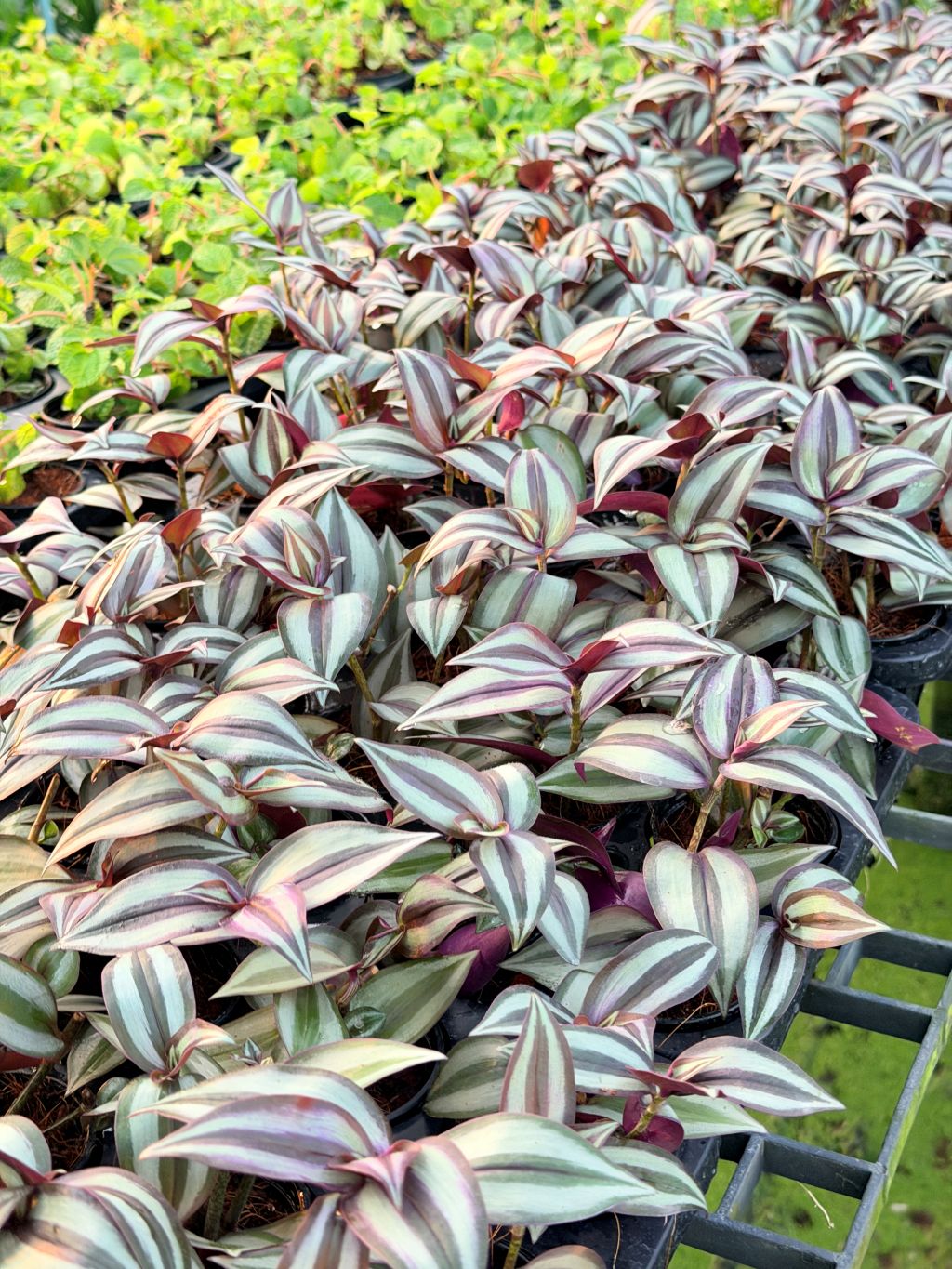 ก้ามปูหลุด 3-6 นิ้ว - Inch Plant / Tradescantia