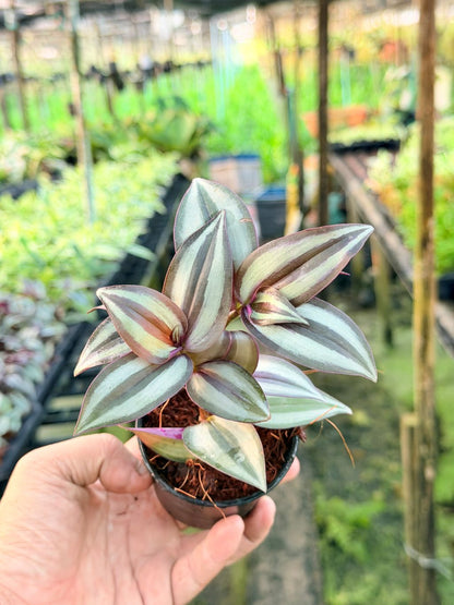 ก้ามปูหลุด 3-6 นิ้ว - Inch Plant / Tradescantia
