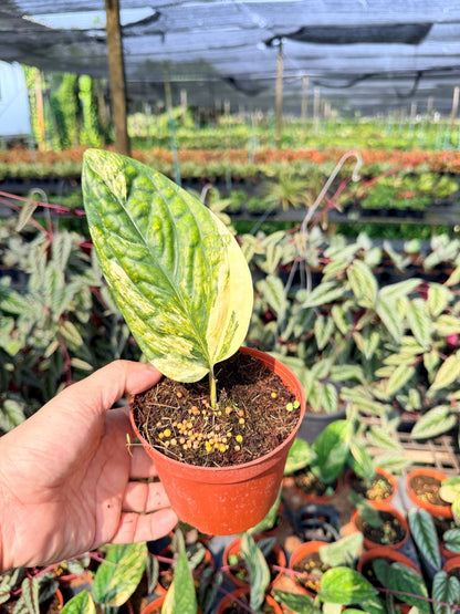 พลูระเบิดด่าง 4 นิ้ว S - Variegated Epipremnum