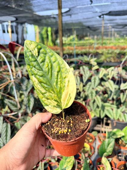 พลูระเบิดด่าง 4 นิ้ว S - Variegated Epipremnum