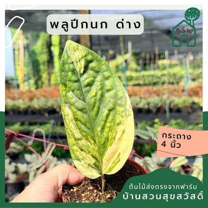 พลูระเบิดด่าง 4 นิ้ว S - Variegated Epipremnum