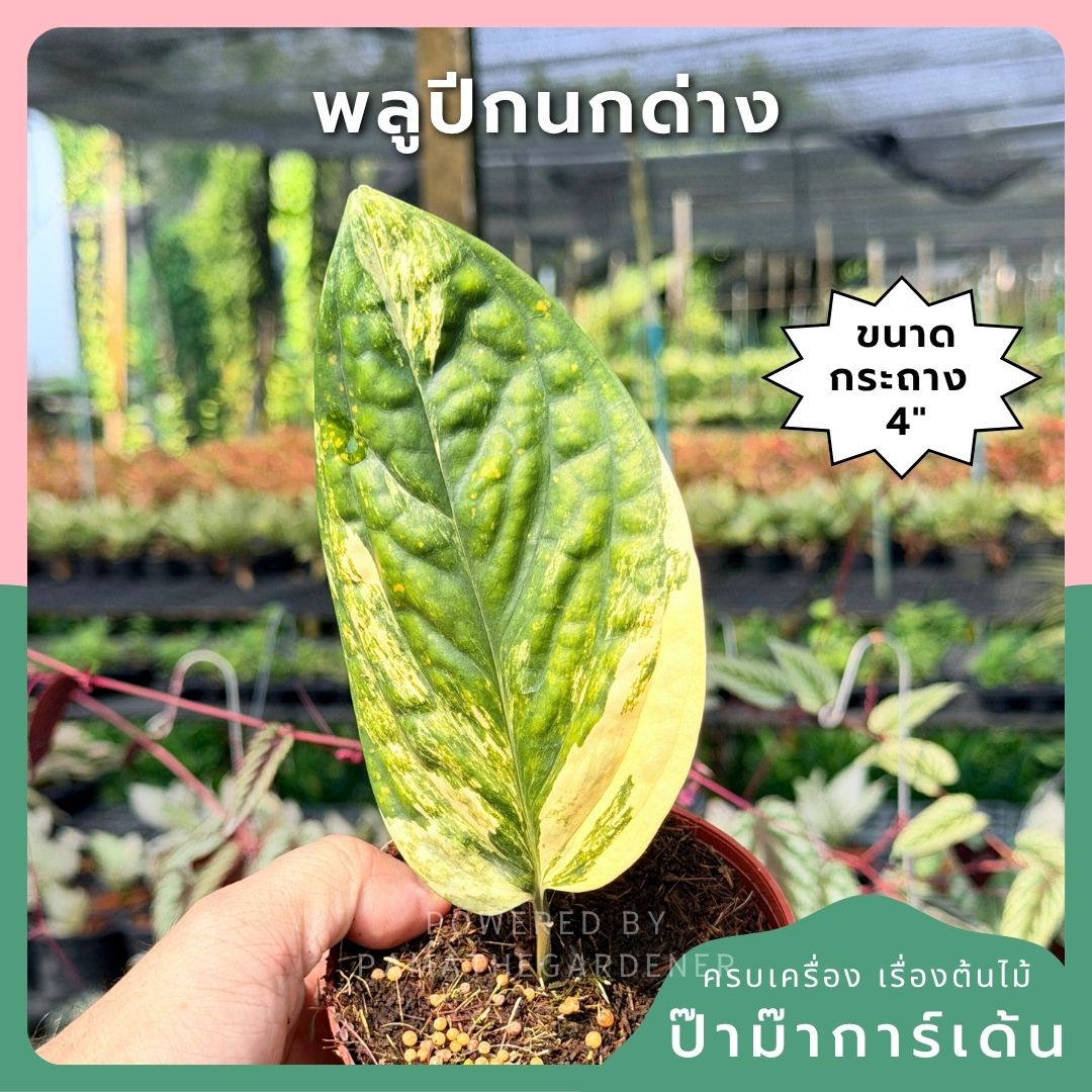 พลูระเบิดด่าง 4 นิ้ว S - Variegated Epipremnum