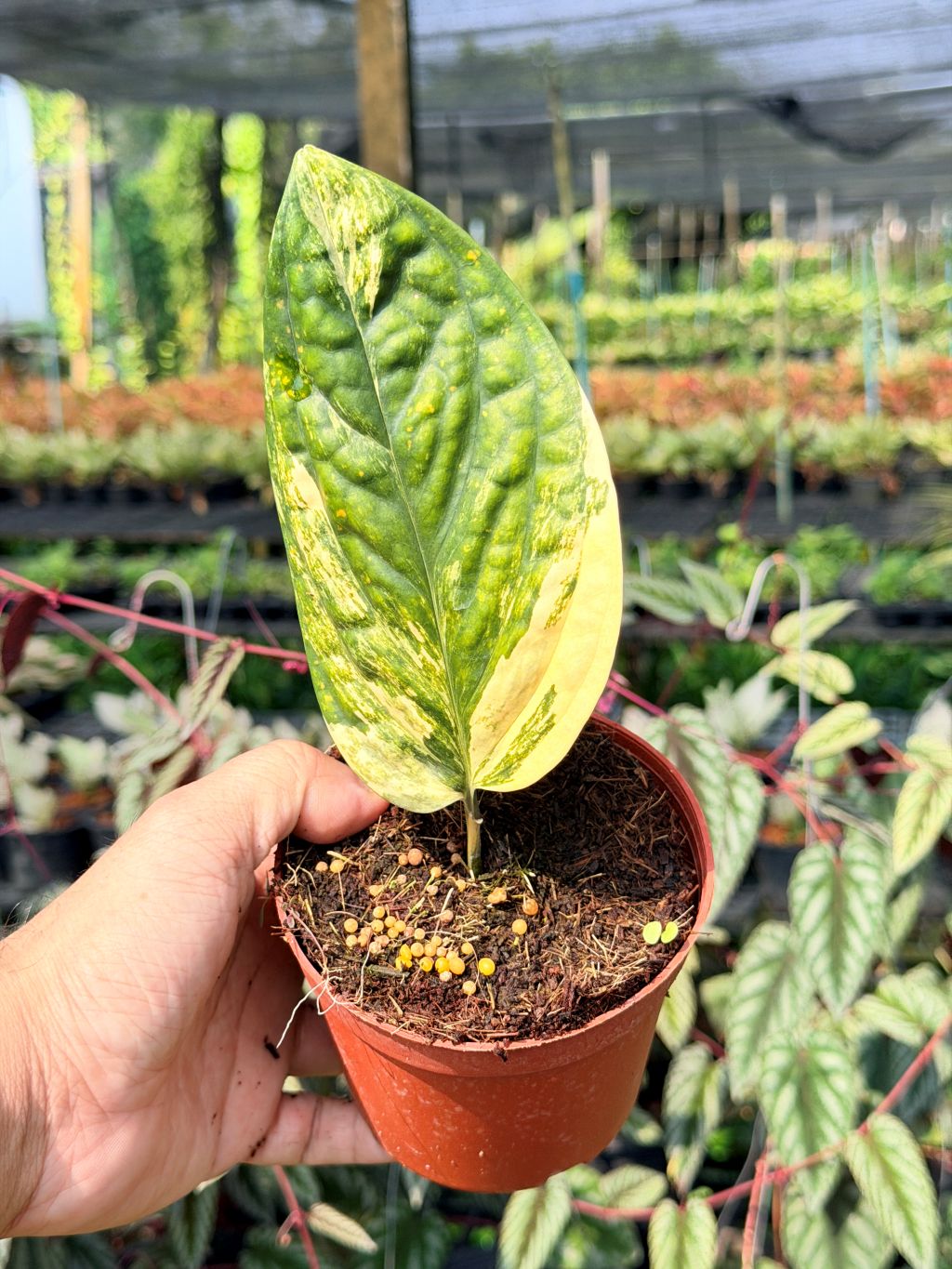 พลูระเบิดด่าง 4 นิ้ว S - Variegated Epipremnum