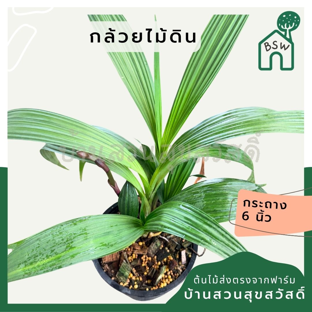 กล้วยไม้ดิน 6 นิ้ว - Ground Orchid