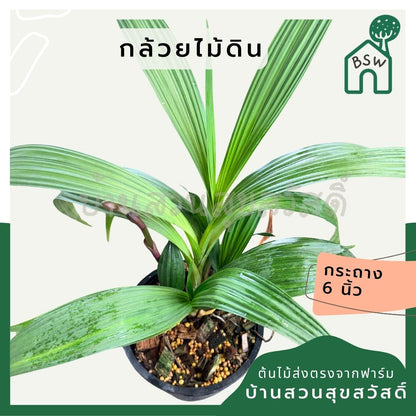 กล้วยไม้ดิน 6 นิ้ว - Ground Orchid