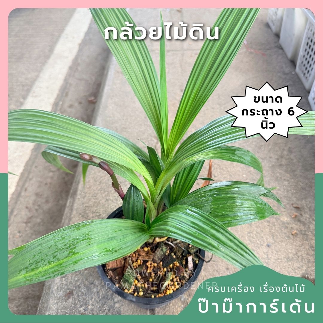 กล้วยไม้ดิน 6 นิ้ว - Ground Orchid