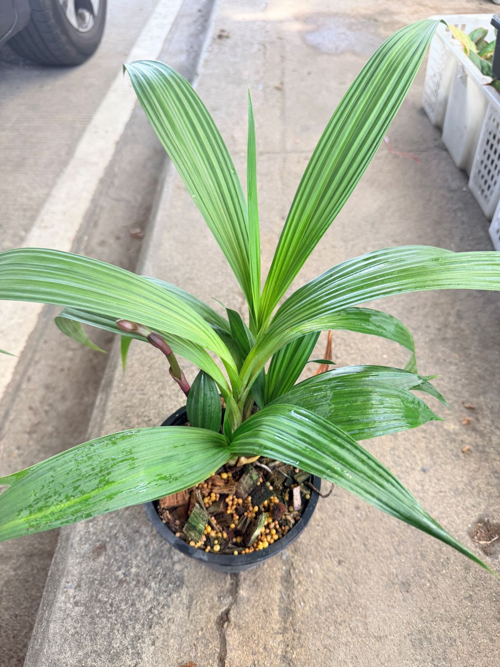 กล้วยไม้ดิน 6 นิ้ว - Ground Orchid
