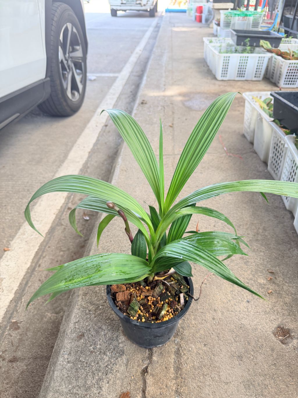 กล้วยไม้ดิน 6 นิ้ว - Ground Orchid