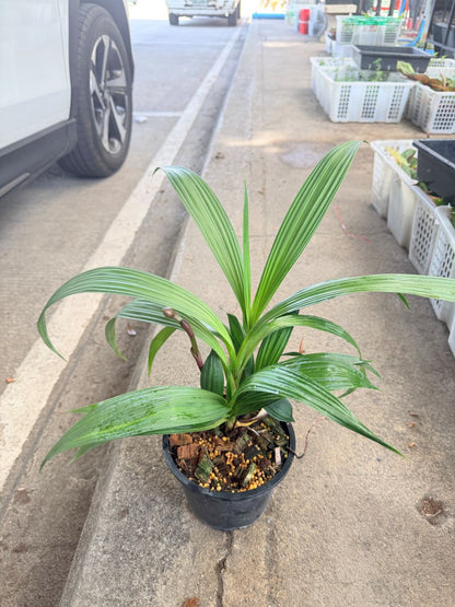 กล้วยไม้ดิน 6 นิ้ว - Ground Orchid