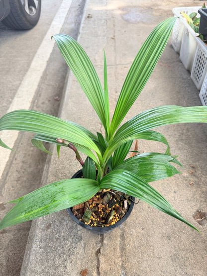 กล้วยไม้ดิน 6 นิ้ว - Ground Orchid