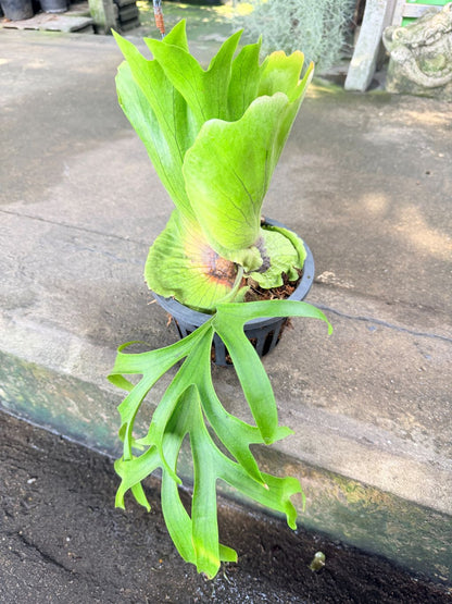 เฟิร์นเขากวาง 8 นิ้ว - Staghorn Fern