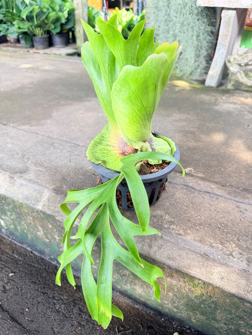 เฟิร์นเขากวาง 8 นิ้ว - Staghorn Fern