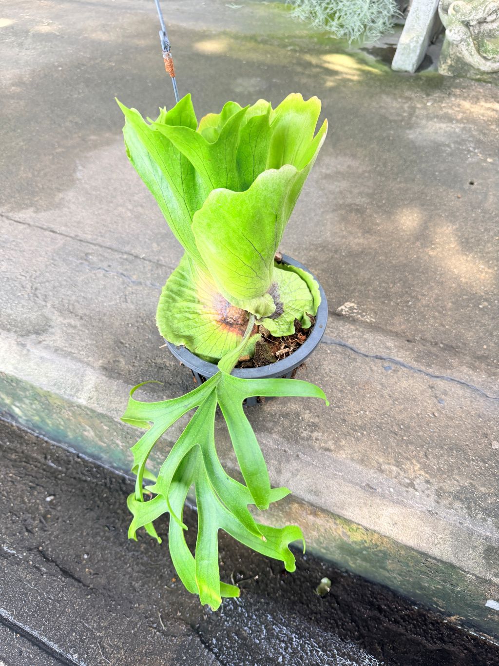 เฟิร์นเขากวาง 8 นิ้ว - Staghorn Fern