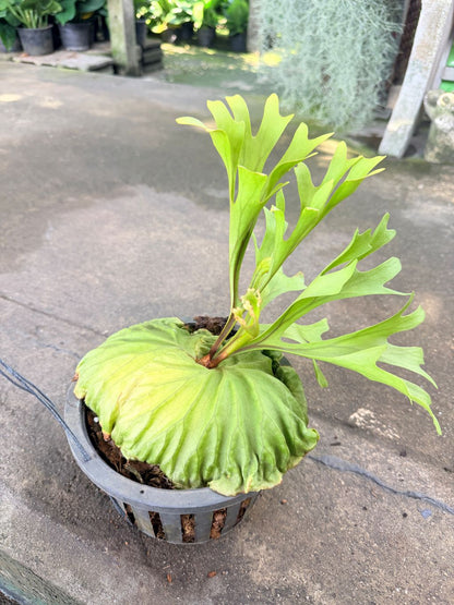 เฟิร์นเขากวาง 8 นิ้ว - Staghorn Fern