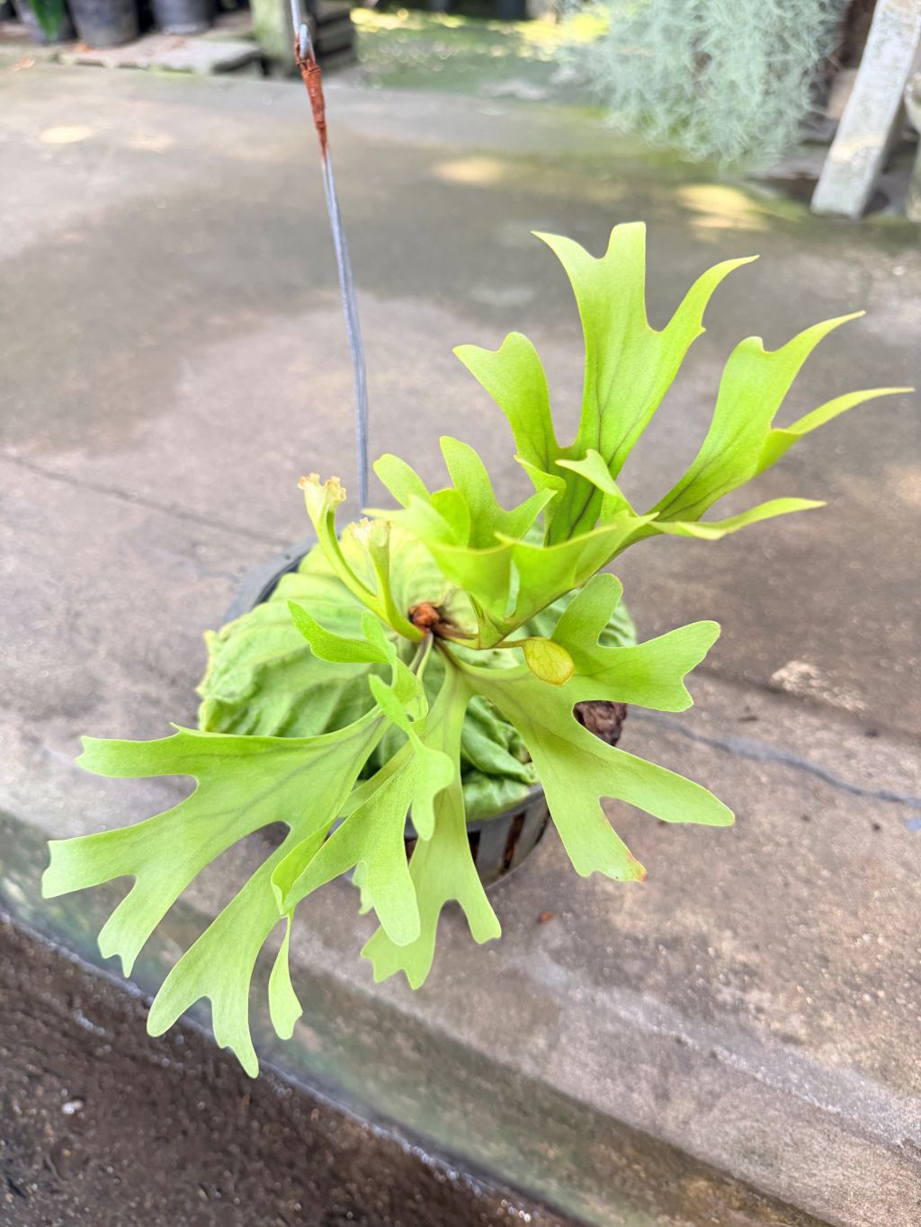เฟิร์นเขากวาง 8 นิ้ว - Staghorn Fern