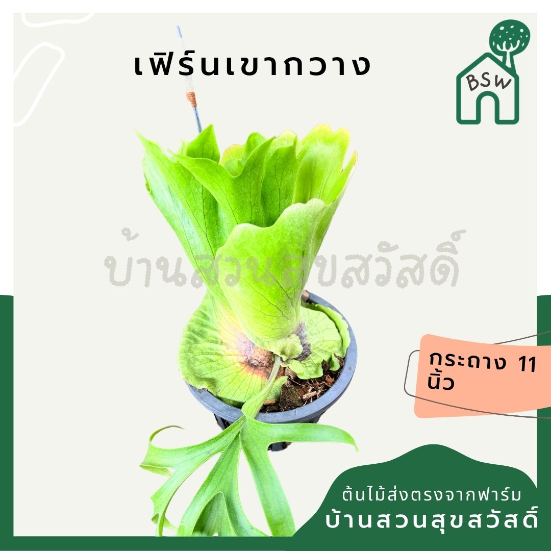 เฟิร์นเขากวาง 8 นิ้ว - Staghorn Fern