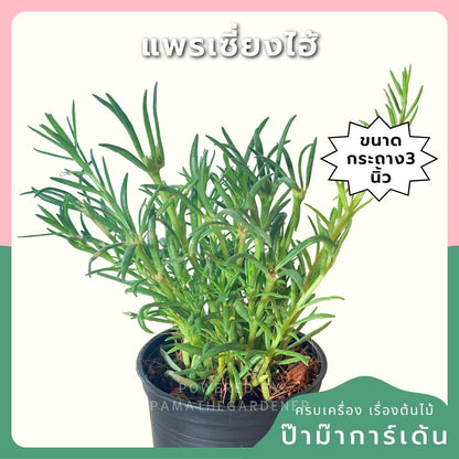แพรเซี่ยงไห้ กระถาง 3 นิ้ว - Portulaca / Moss Rose
