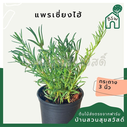 แพรเซี่ยงไห้ กระถาง 3 นิ้ว - Portulaca / Moss Rose