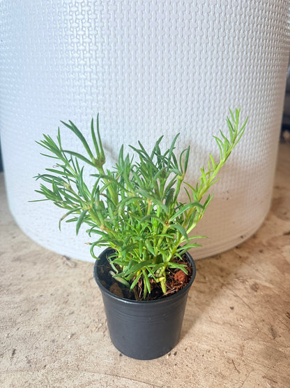 แพรเซี่ยงไห้ กระถาง 3 นิ้ว - Portulaca / Moss Rose