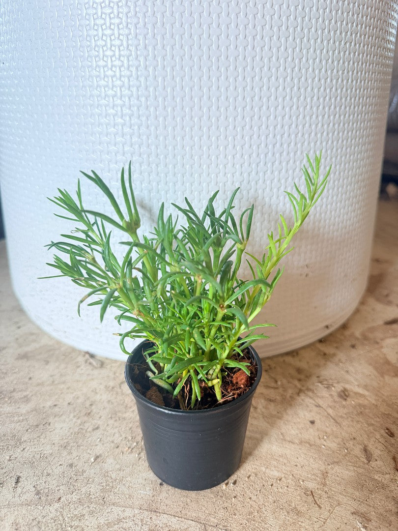 แพรเซี่ยงไห้ กระถาง 3 นิ้ว - Portulaca / Moss Rose