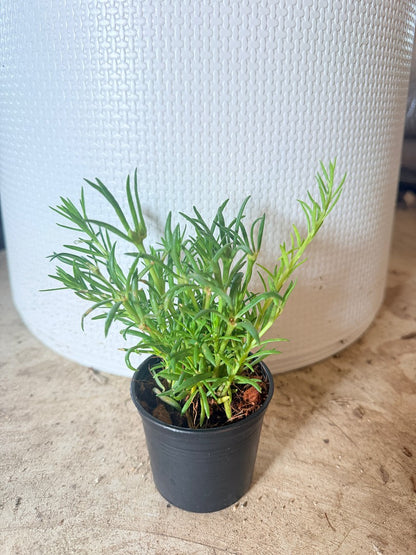 แพรเซี่ยงไห้ กระถาง 3 นิ้ว - Portulaca / Moss Rose