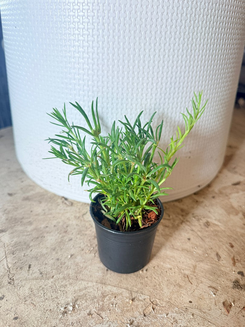 แพรเซี่ยงไห้ กระถาง 3 นิ้ว - Portulaca / Moss Rose
