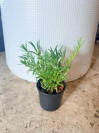 แพรเซี่ยงไห้ กระถาง 3 นิ้ว - Portulaca / Moss Rose