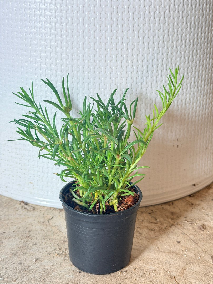 แพรเซี่ยงไห้ กระถาง 3 นิ้ว - Portulaca / Moss Rose