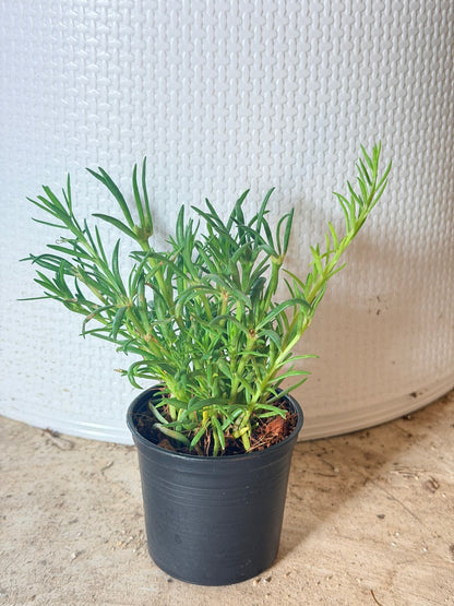แพรเซี่ยงไห้ กระถาง 3 นิ้ว - Portulaca / Moss Rose
