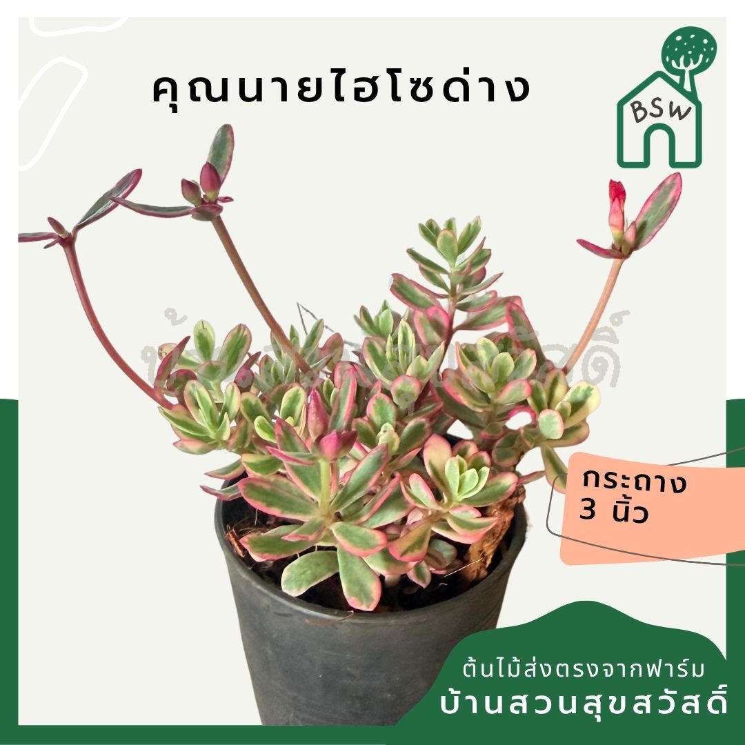 คุณนายไฮโซด่าง กระถาง 3 นิ้ว - Portulaca Grandiflora Variegated