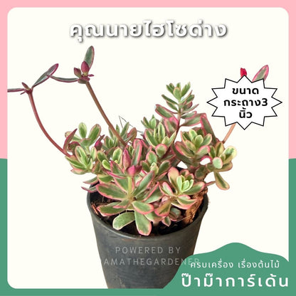 คุณนายไฮโซด่าง กระถาง 3 นิ้ว - Portulaca Grandiflora Variegated