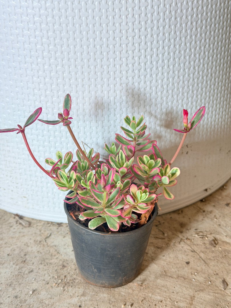คุณนายไฮโซด่าง กระถาง 3 นิ้ว - Portulaca Grandiflora Variegated
